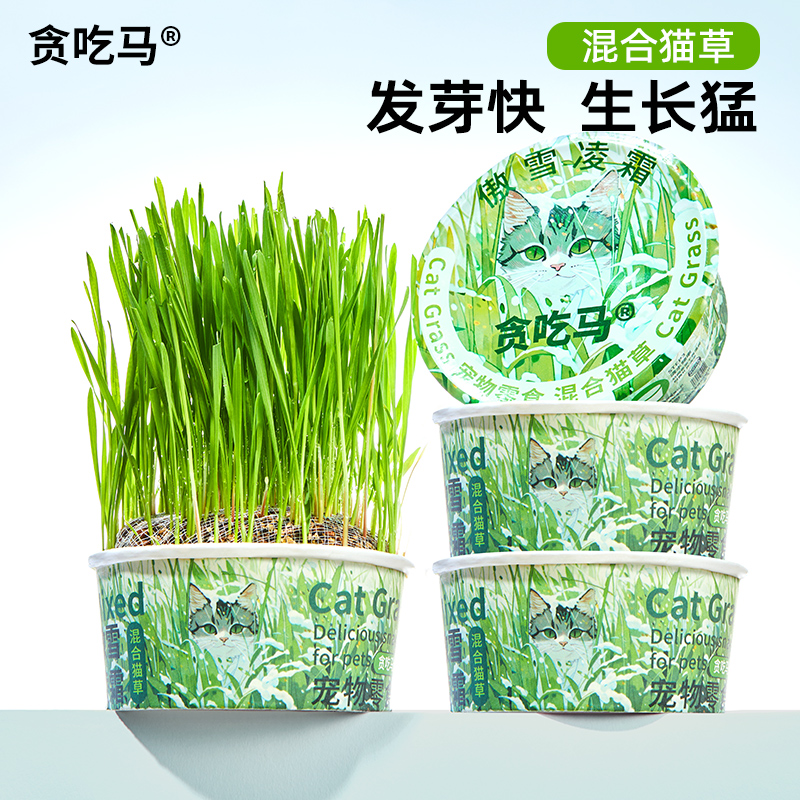 贪吃马猫草冬季款轻松种植