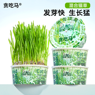 贪吃马 猫草冬季款 轻松猫草盆栽种植助化毛懒人水培盆子猫咪零食