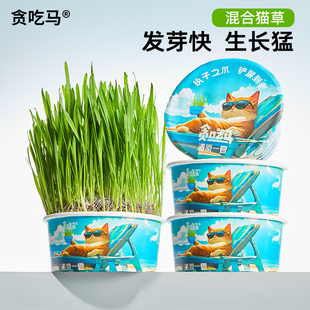 轻松猫草盆栽种植助化毛懒人水培盆子猫咪零食 款 贪吃马 猫草夏季