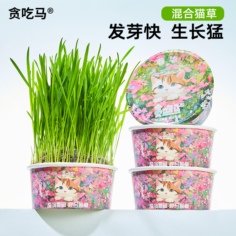 贪吃马猫草春季款轻松种猫草