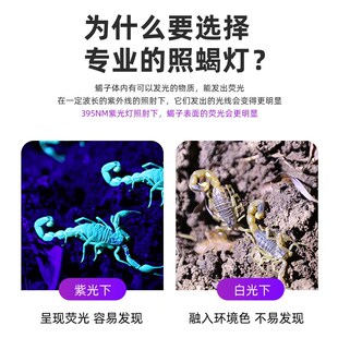 强光照蝎子灯2025新款充电手电筒超亮户外紫光专用蝎子灯超长续航