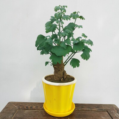 银杏盆栽 微型练手盆景白果小树桩绿植盆栽 庭院绿化植物室内阳台
