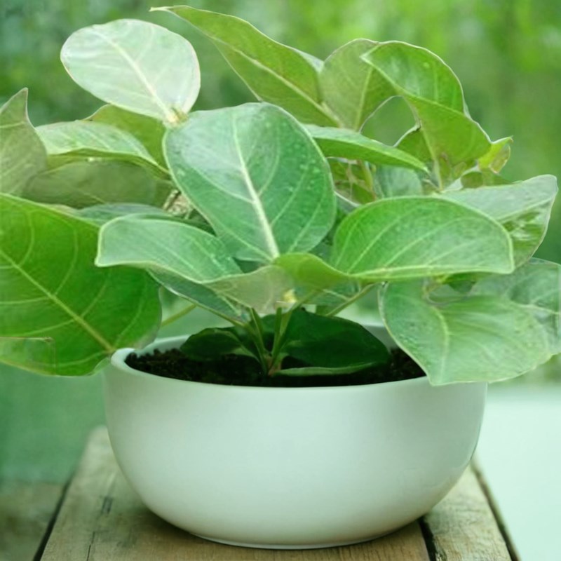 大叶榕树苗高山榕苗菠萝蜜苗耐寒榕树塑料观赏盆景苗当年结果绿植