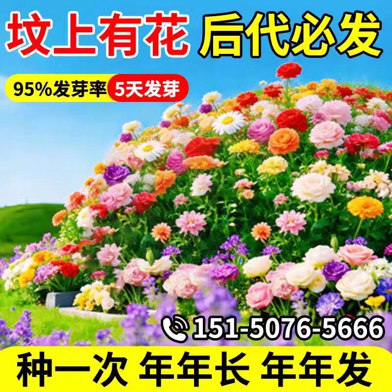 清明节坟头墓地种子多年生四季青