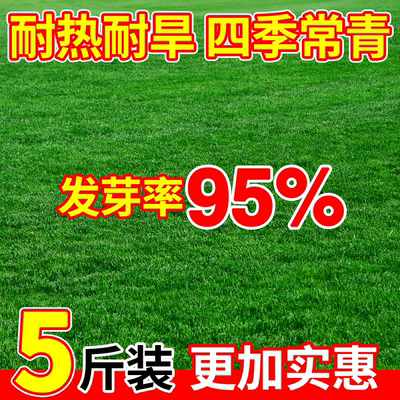 矮生免修剪草籽包发芽