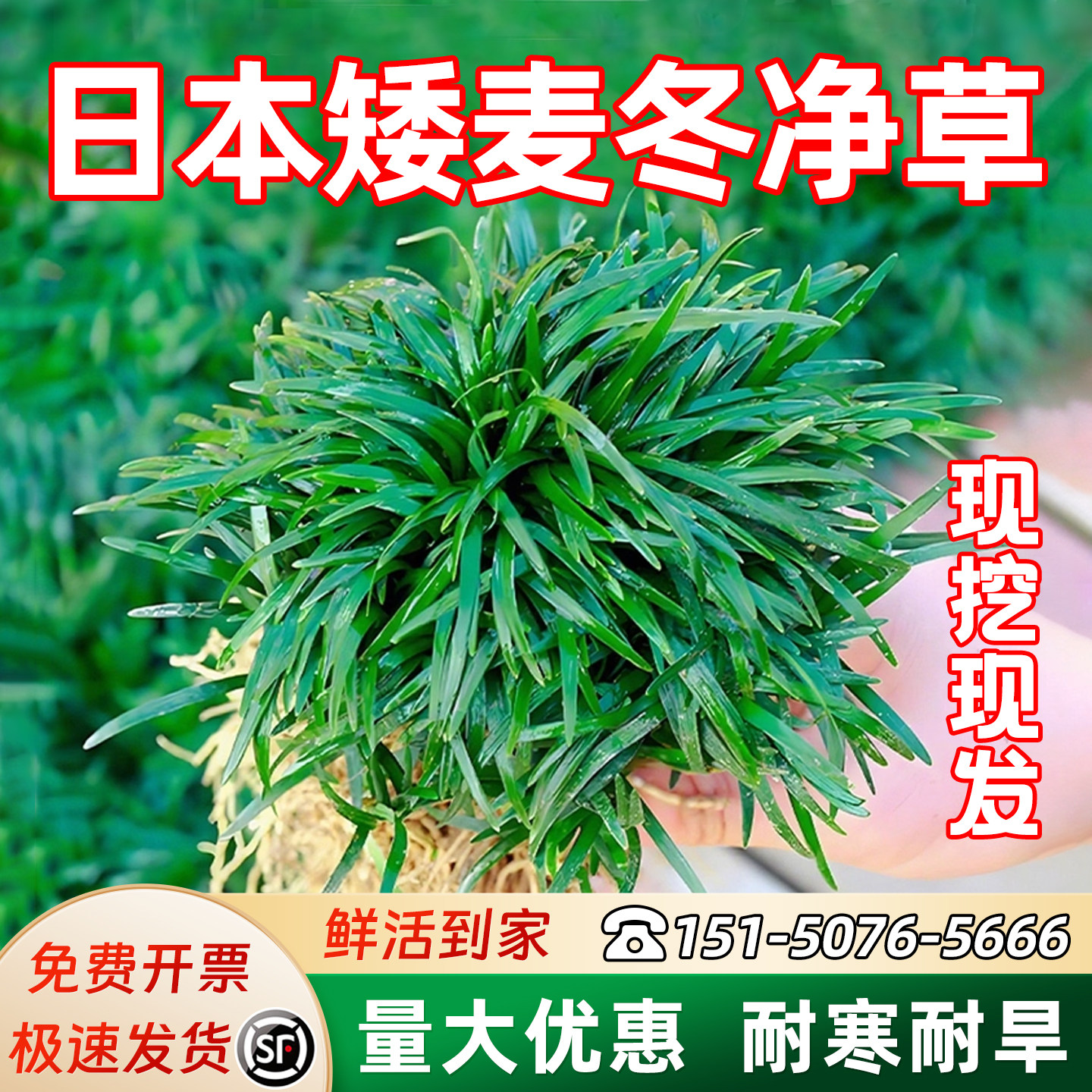 进口矮麦冬净草现挖现发鲜活发货