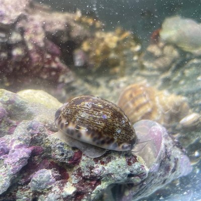 紫底星螺海水螺海缸除藻吃藻观赏螺净化海缸吃藻金环宝螺