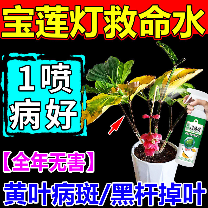 宝莲灯专用肥植物黄叶斑黑斑病药菌立剂快速爆花开花营养液