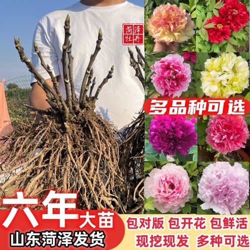 观赏牡丹花苗盆栽菏泽带花苞牡丹花种大苗缠枝重瓣花卉牡丹花树苗