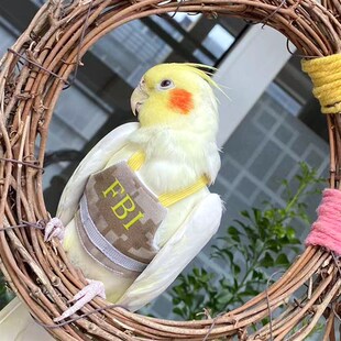 鹦鹉牵引绳马甲小肚兜鸟飞行绳玄凤衣服牡丹虎皮外出遛鸟纯棉背心