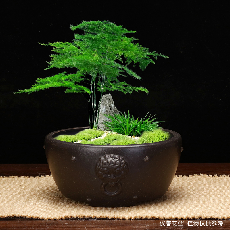 宜兴紫砂花盆桌面花卉绿植简约兽头盆景盆兰草盆多肉植物菖蒲包邮