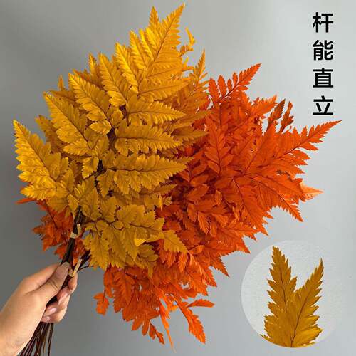 高山羊齿叶永蕨生插花干花花束婚i高山羊齿n庆s家居装饰diy七夕花
