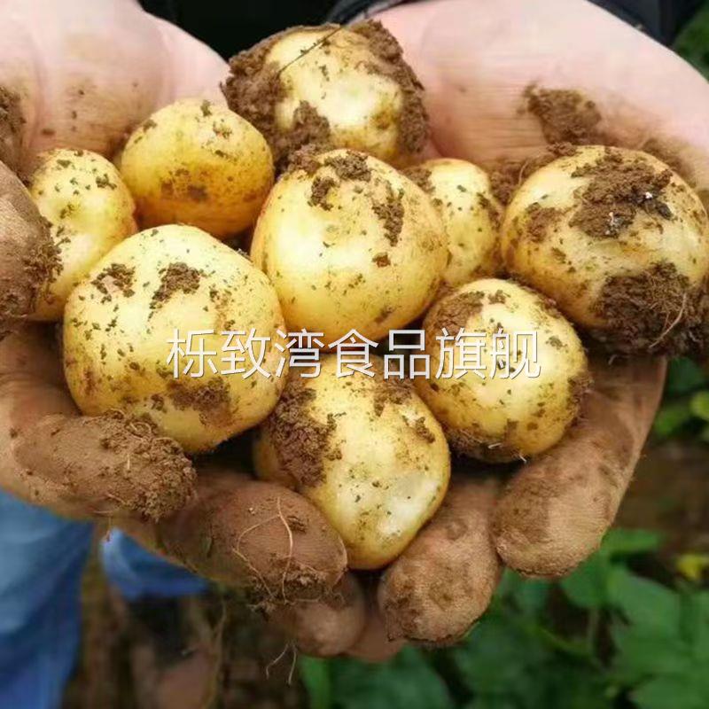 新鲜土豆湖北恩施特产小洋芋头马铃薯农家自种应季蔬菜马尔科洋芋