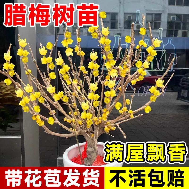 腊梅盆栽老桩盆景树苗梅花耐寒