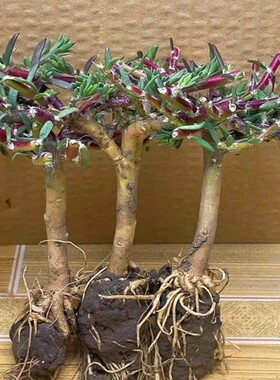 重瓣太阳花老桩牡丹玫红王盆栽植物多年生宿根大花带根四季好养活