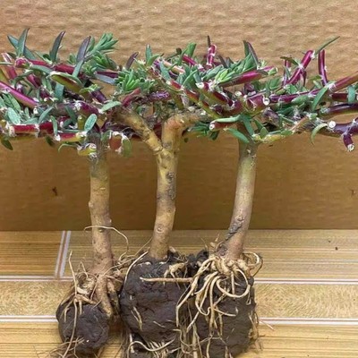 重瓣太阳花老桩牡丹玫红王四季花