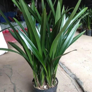 浓香兰花盆栽墨兰企黑报岁兰宽叶兰花苗素心白墨客厅阳台绿植花卉