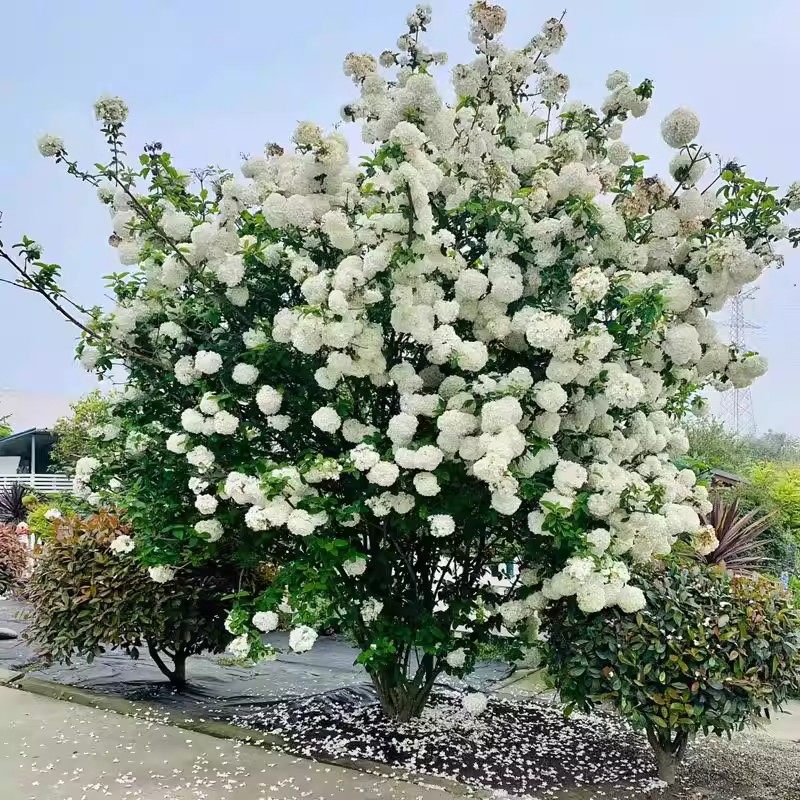 庭院别墅木本绣球花苗中华斗绣球树苗盆栽地栽植物楼顶阳耐寒耐热,鲜花速递/花卉仿真/绿植园艺,绣球/木绣球/木本植物,淘宝优惠券,粉丝福利购,淘宝优惠卷