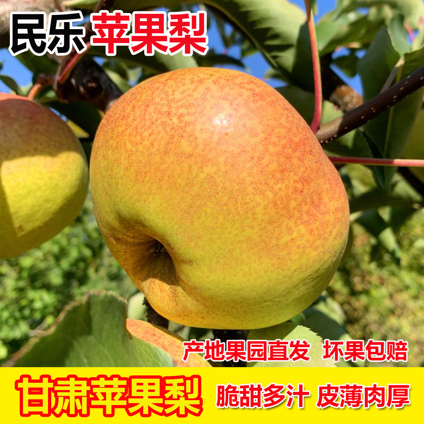正宗甘肃高原张掖苹果梨甘甜多汁当季新鲜水果薄皮民乐丑梨子整箱