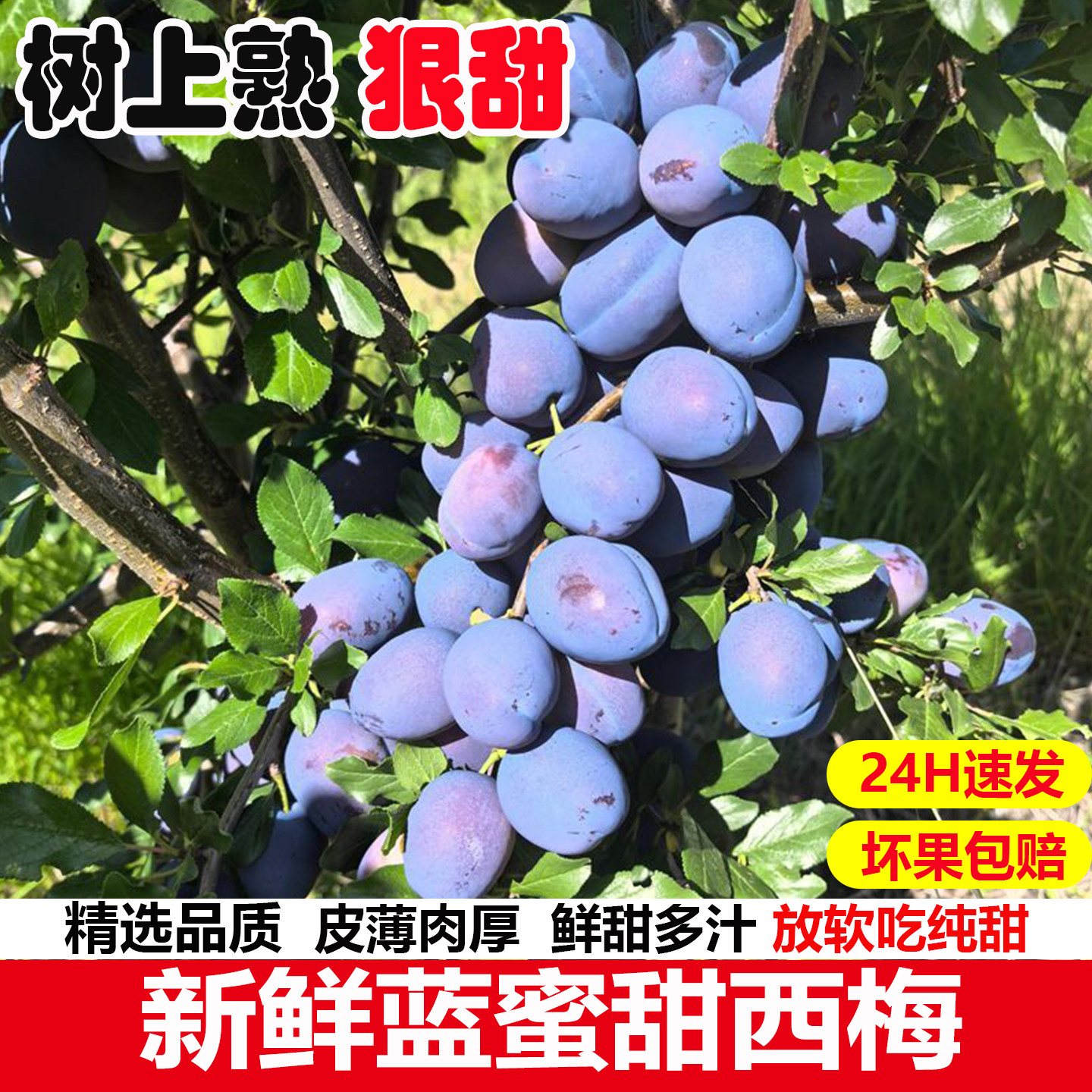 甘肃大西梅新鲜水果当季树上熟