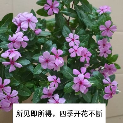 开木五叶好养梅长春花室内庭院盆栽阳台开花不断多年生四季本天天