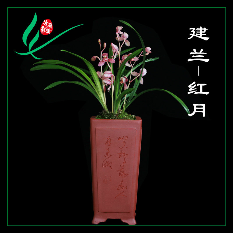 荷瓣兰花建兰四季红月浓香花卉景栽盆土绿植带草植V物花苞兰名贵