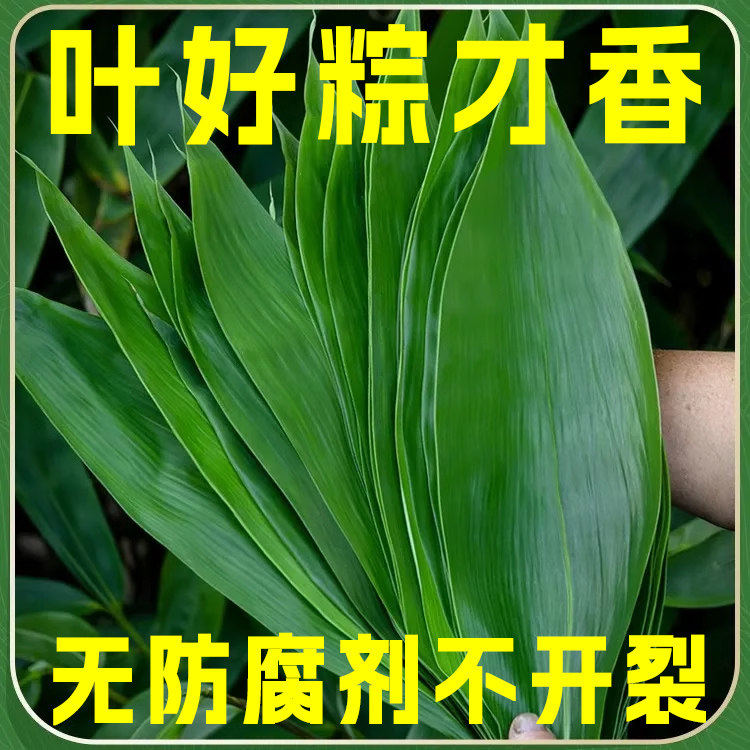 粽叶新鲜粽子叶大号精选包粽子专用的叶子端午鲜叶干叶特大家商用
