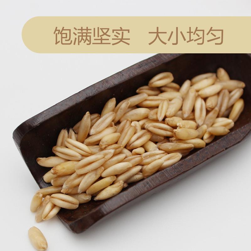 内蒙古燕麦米全胚芽2024年新米生莜麦仁五谷杂粮粗粮食脂减5斤