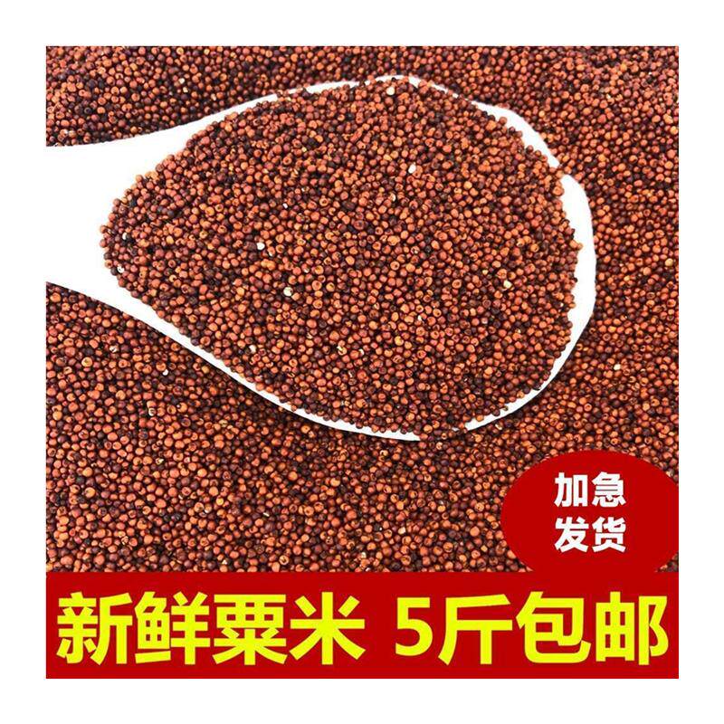 广西粟米粒龙爪粟拳头粟小枕头鸭脚粟米粥鸭脚栗米红色粟米粉