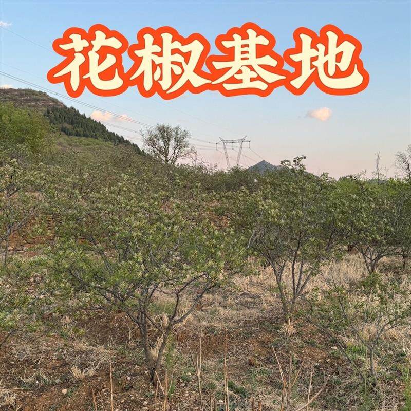 年货正宗沂蒙山干花椒农家