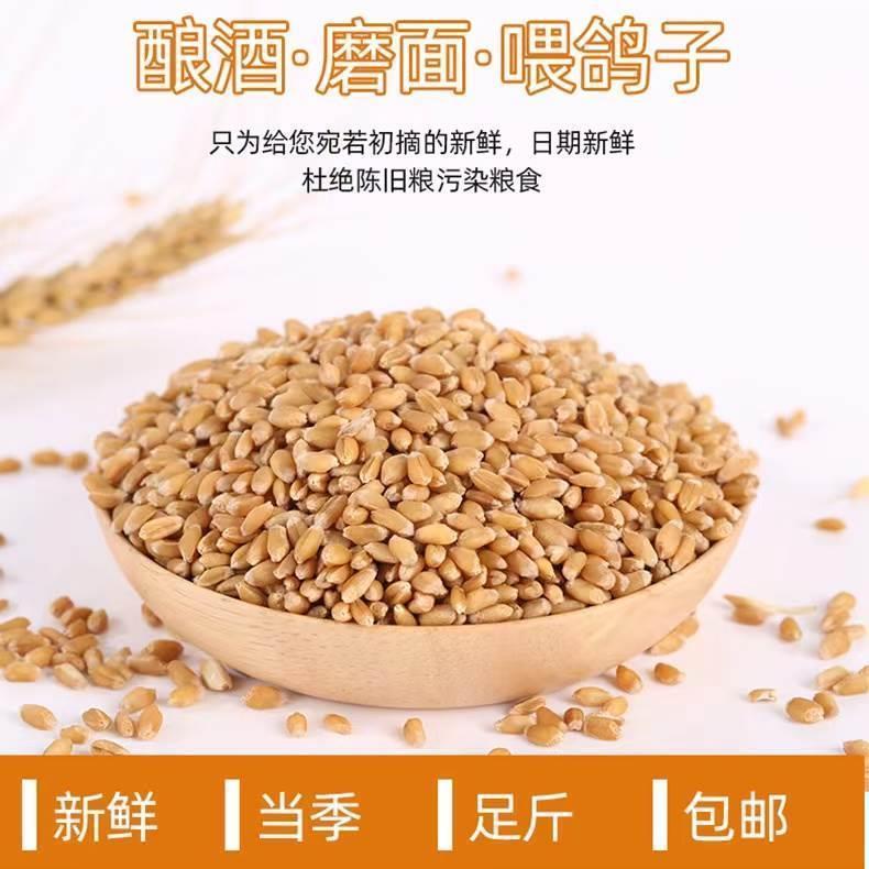东北小麦粒100斤特价去壳带皮麦子50kg喂鸡鸽子20斤酿酒磨面粉5斤