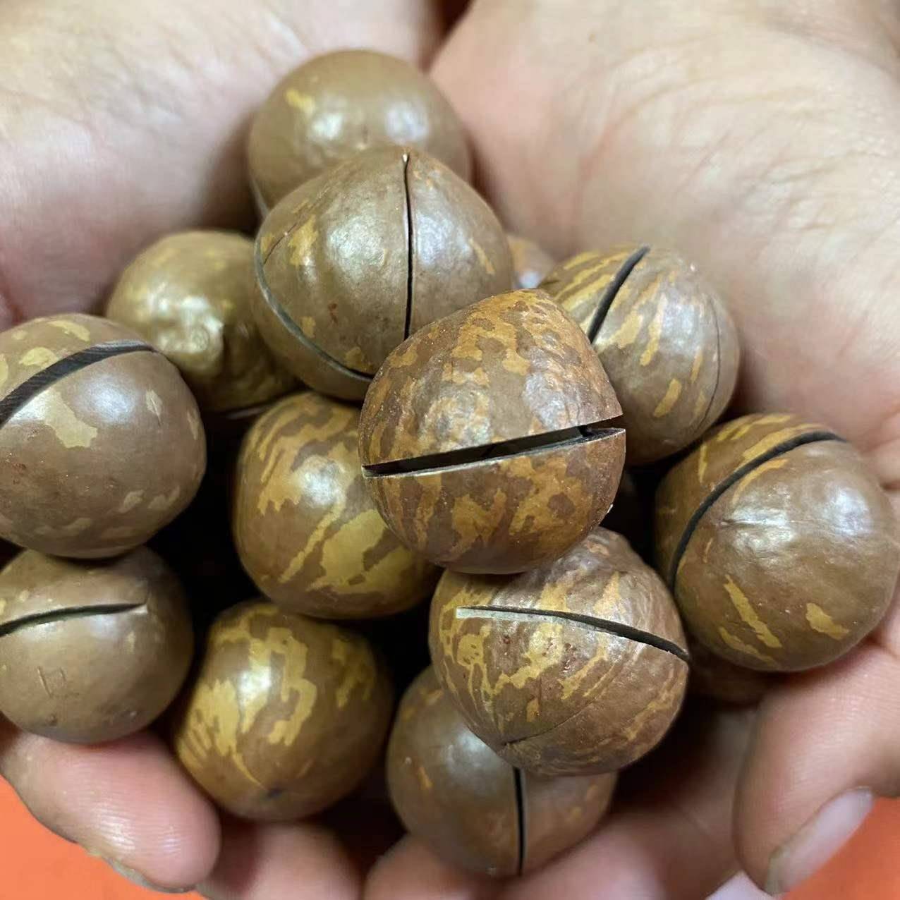 夏威夷果坚果旗舰店云南大开口颗粒奶香原味澳洲坚果整箱干果