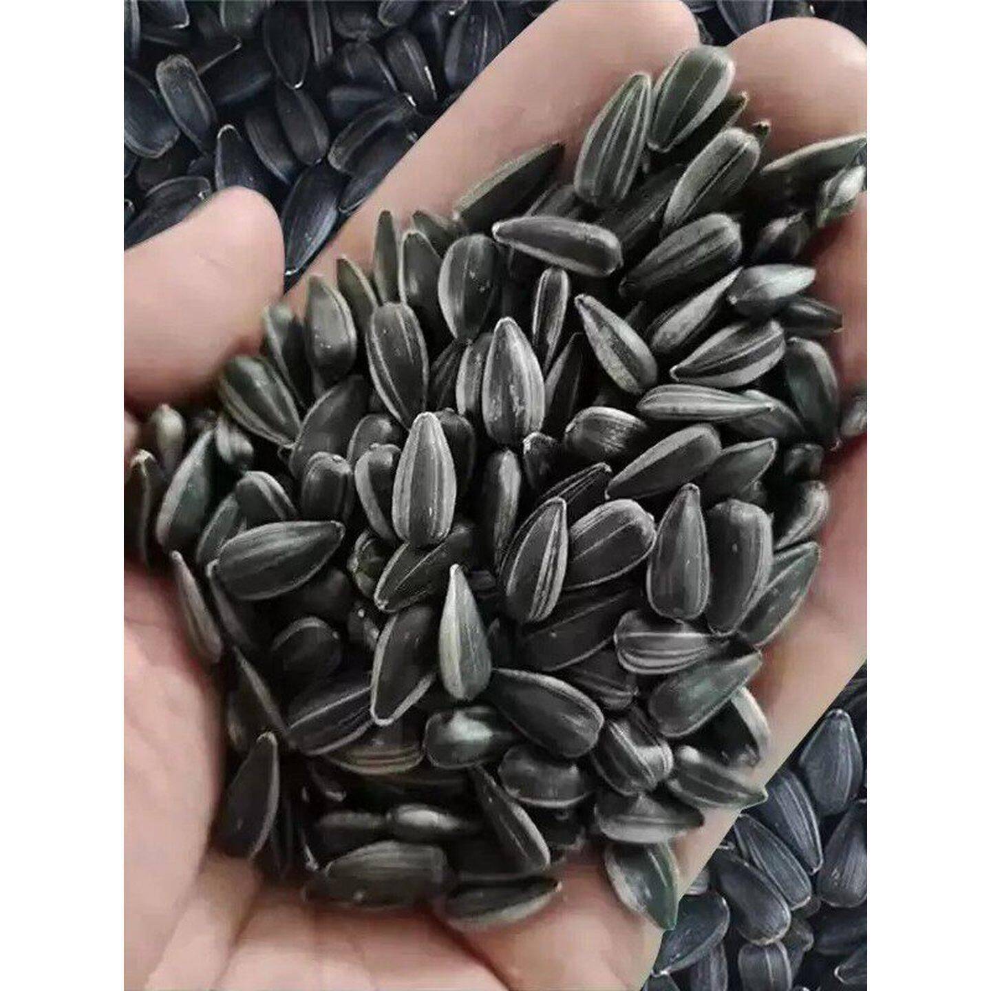 岁岁乐黑珍珠瓜子奶油味便携袋油葵原味葵花籽小油葵五香炒熟零食
