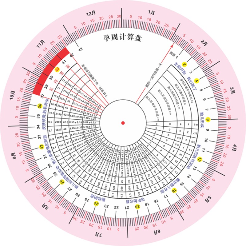 预产期转盘 孕妇孕周盘 孕周表 孕期怀孕转盘 R孕周推算盘 孕周卡