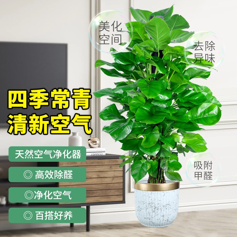 大叶绿萝柱盆栽客厅大型绿植办公室内除甲醛净化空气绿箩新房植物
