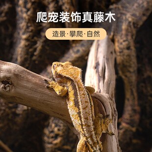 SuperRep爬宠藤木藤条蜥蜴蛇睫角R属守宫寄居蟹爬虫箱饲养缸造景