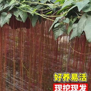 锦屏藤爬藤植物一帘幽梦苗攀援藤蔓地榕珠帘藤苗富贵帘种楼顶庭院