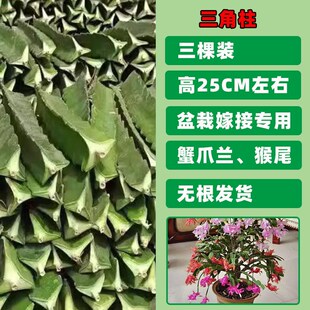 三角柱三棱箭火龙果嫁接用仙人掌科蟹爪兰球砧木带根长得快又好