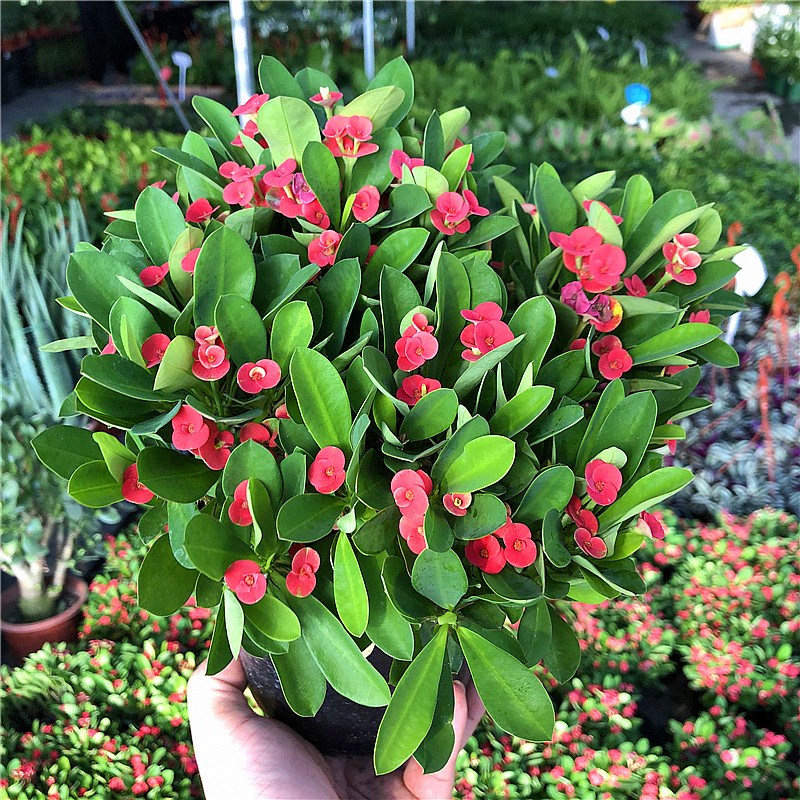 虎刺梅盆栽铁海棠四季开花花卉室内阳台庭院小绿植耐养两盆包邮