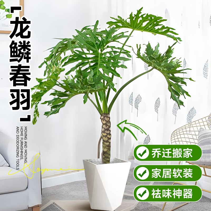 龙鳞春羽盆栽室内老桩大型绿植落地植物耐阴好养造型盆景净化空气