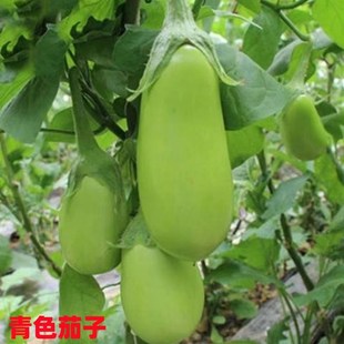 高产茄子秧苗多种紫长茄子苗黑长茄苗紫圆茄苗盆栽阳台种植蔬菜