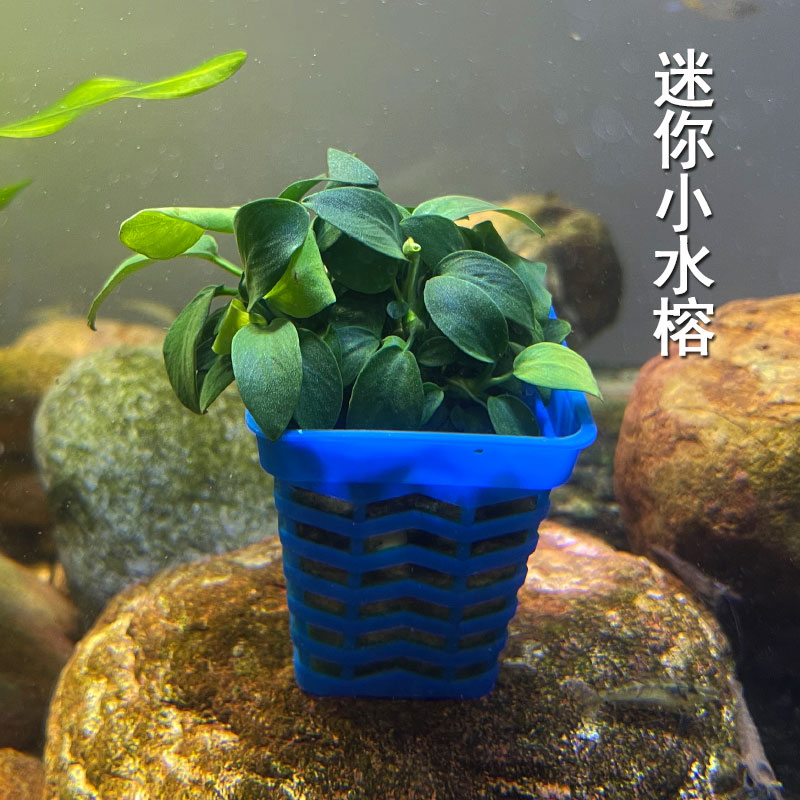 迷你小水榕鱼缸前中景造景装饰懒人新手易养阴性好活增氧真水草
