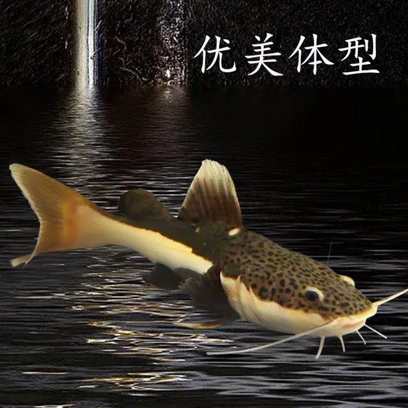 新疆招财猫鱼活狗仔鲸红尾猫鸭嘴鲇鱼底层热带观赏大型淡水鱼好养