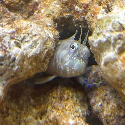 西瓜刨海水鱼鳚科花豹巴士除藻食苔古B食藻清洁鱼缸快递包活