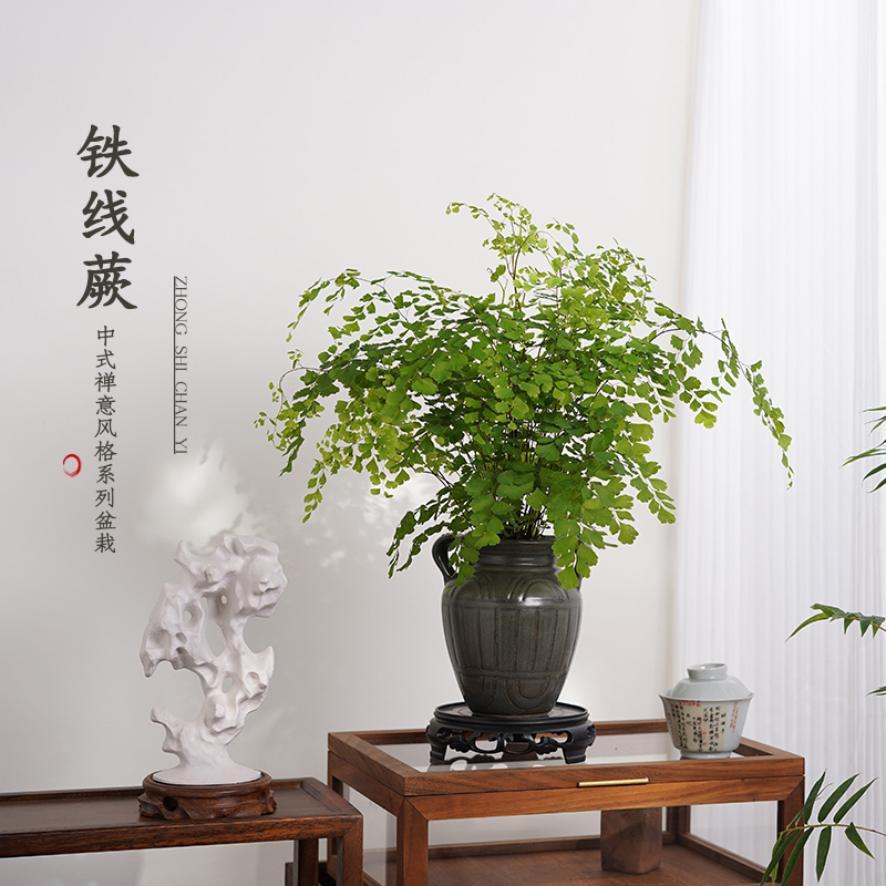 铁线蕨盆栽室内客厅办公室蕨类植物四季好养花卉耐阴绿植净化空气