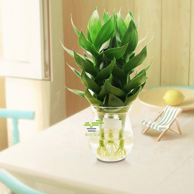 观音竹富贵竹水培植物包邮卧室内客厅水养四季常青绿植物桌面盆栽
