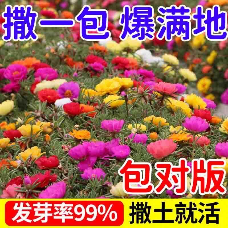 重瓣太阳花种孑死不了花种籽子室外易活花籽阳台盆栽四季播种开花