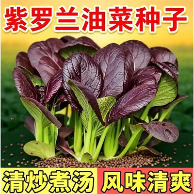 紫罗兰紫油菜种籽紫色上