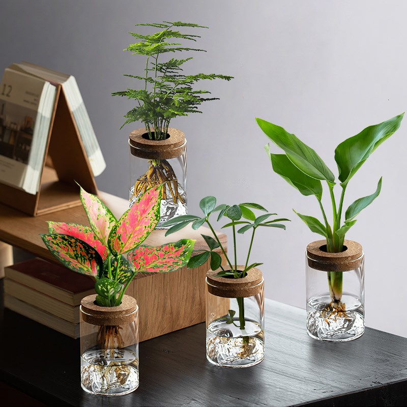 文竹水培植物盆栽办公室桌面绿植玻璃瓶摆件室内绿萝花卉懒人好养