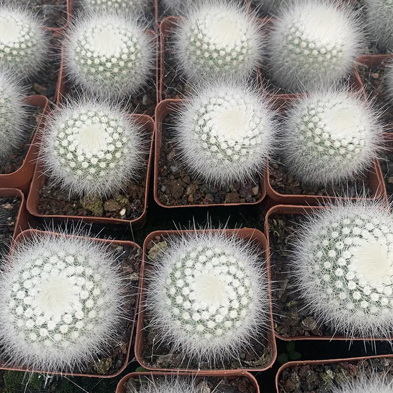 仙人球多肉白小丁绯花玉玉翁仙人掌科好养活肉肉组合星兜开花植物